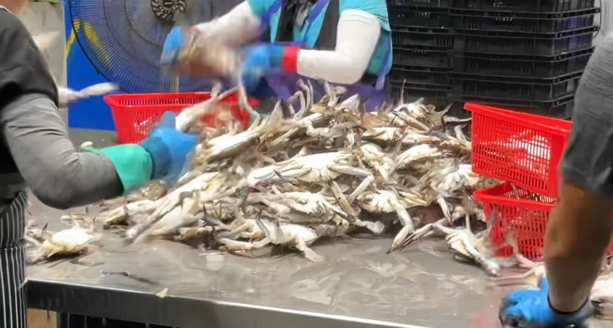 "꽃게가 왜 이러지" 마트서 폭탄세일 꽃게 샀다가 낭패 안보려면 