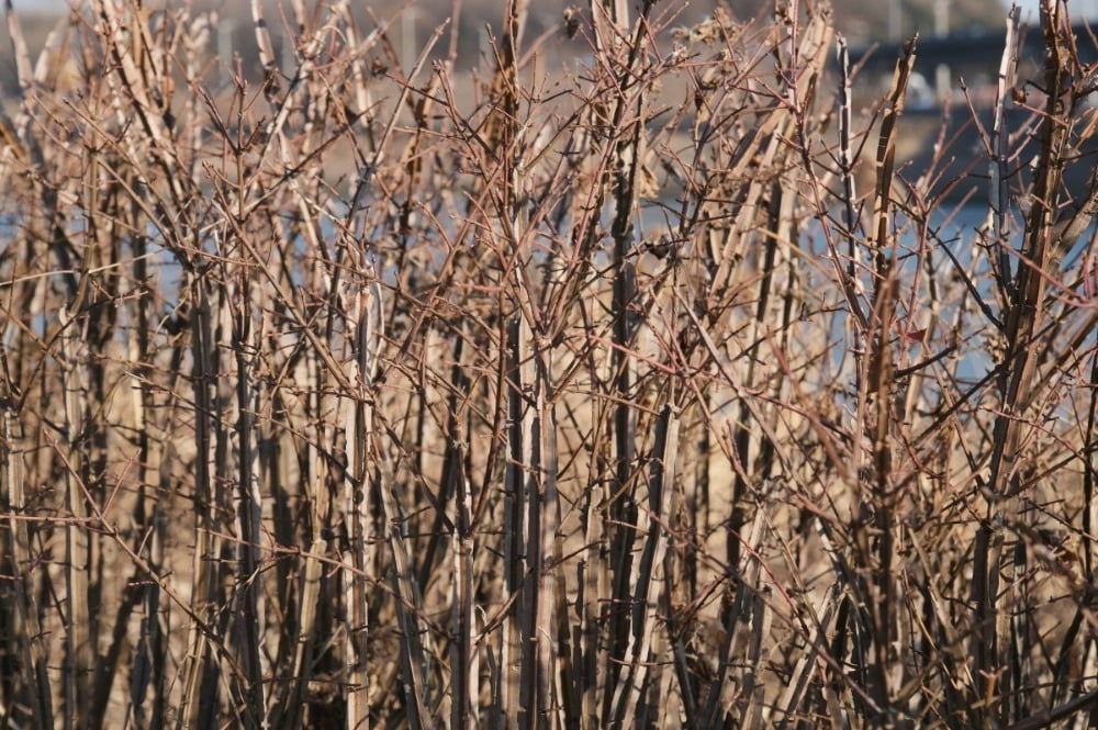 도시의 화살나무 / 사진. ©김현호