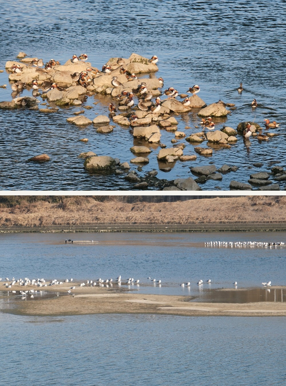 [위] 중랑천의 원앙 [아래] 윤슬을 닮은 새 떼 / 사진. ©김현호