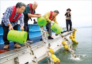 가두리양식장을 운영하는 어민들이 지난 8일 충남 태안 천수만 인근 해역에서 집단 폐사 위기에 처한 조피볼락(우럭)을 풀어주고 있다.  /태안군 제공