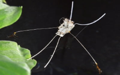 수면 위에서도 자유자재로 활동 韓, 세계 첫 '소금쟁이 로봇' 개발