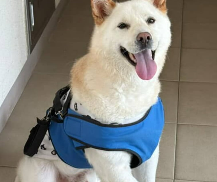 K-Pop Star Lee Hyori Advocates for Dog Adoption on Instagram