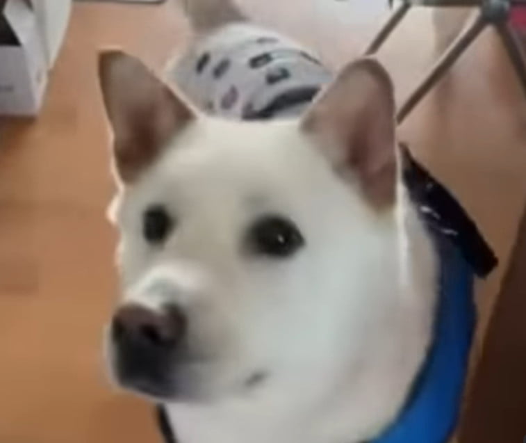 K-Pop Star Lee Hyori Advocates for Dog Adoption on Instagram