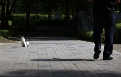 "고양이는 악마의 창조물"…성경 공부하다 죽인 40대 남성