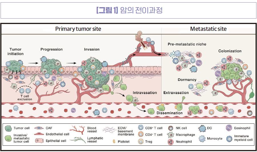 [Cover Story - HISTORY] 종양미세환경의 역사, '씨앗과 토양'에서 치료 표적으로