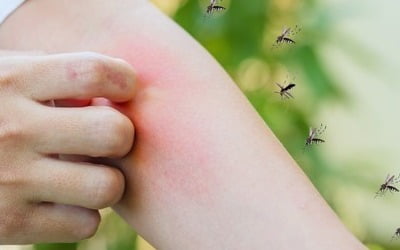 전날 '이 음료' 마셨다면…모기가 1.4배 더 좋아한다
