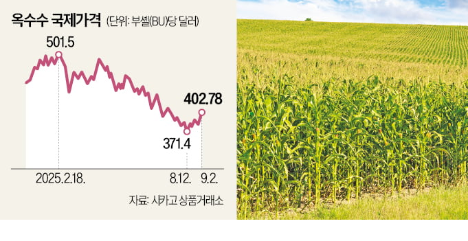 연초 500弗 찍었던 옥수수값, 풍년 예상에 400弗선으로 밀려