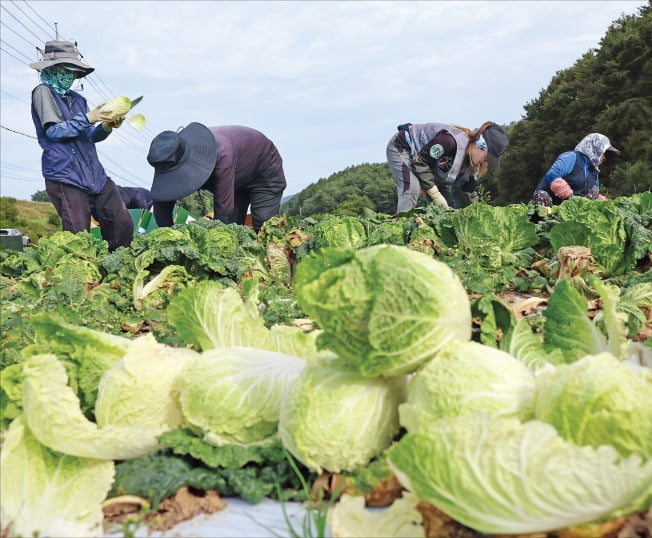 [포토] 폭염·가뭄 이겨낸 고랭지 배추 