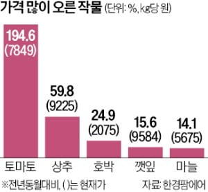 상추 60%·호박 25%·깻잎 15%…추석 앞두고 폭우에 가격 급등