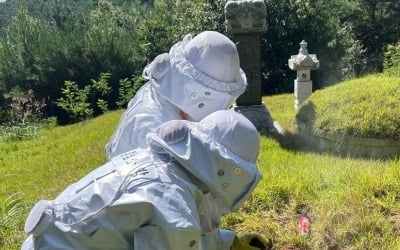 추석 연휴 '벌·뱀·예초기' 사고 급증…하루 평균 482명 이송