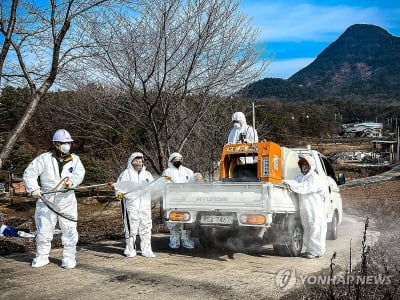 연천 아프리카 돼지열병 발생에 전국 위기경보 '심각' 발령