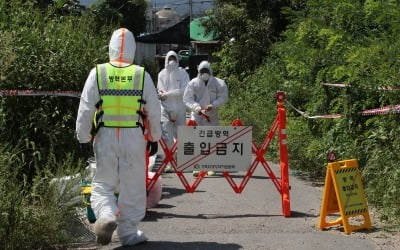 경기 연천 양돈농장서 아프리카돼지열병 발생…일시이동중지 발령