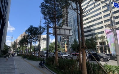 마포대로 소나무길 "봄철 송진 폭탄" 우려…어떻게 생각하십니까