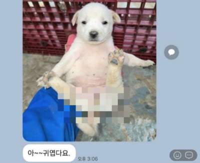 민주당 지방의원 단톡방에 강아지…"성적 수치심 윤리위 제소"