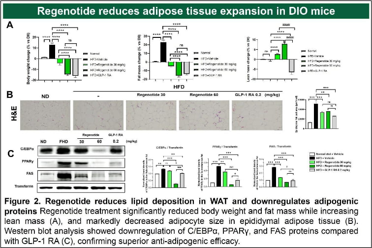 나이벡, 펩타이드 신약 '리제노타이드'로 체중은 줄이고 근육은 늘렸다