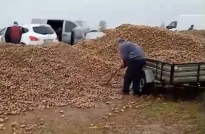 "무료 나눔한대요"…가짜 영상에 감자 150t 잃은 농부