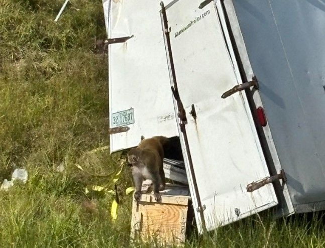 美 고속도로에 쏟아진 '바이러스 원숭이' 1마리 탈출해 '비상'