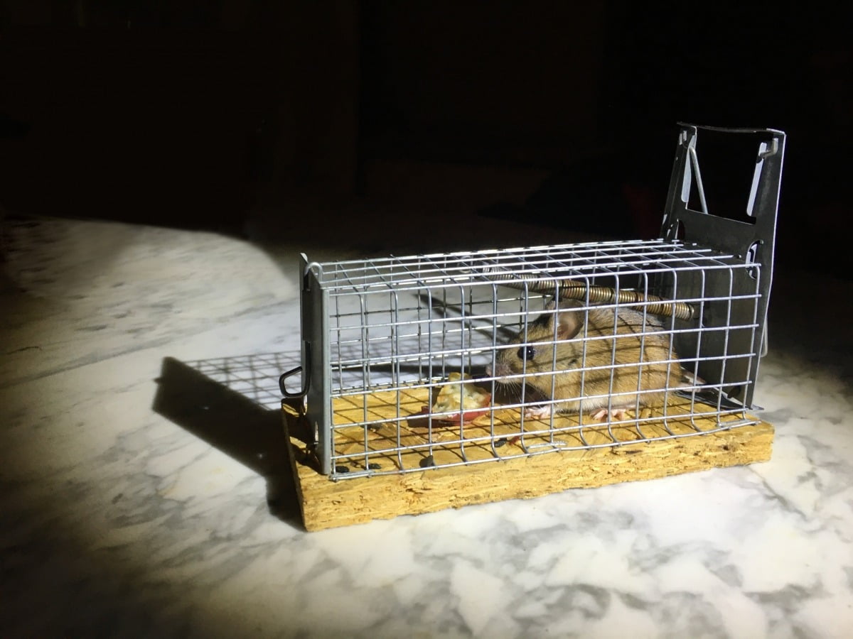 "쥐가 살기 딱 좋네"…미국서 가장 '쥐' 많은 도시 어디길래