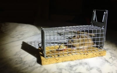 "쥐가 살기 딱 좋네"…미국서 가장 '쥐' 많은 도시 어디길래