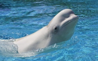 '멸종위기인데 어쩌나'…벨루가 30마리 안락사 위기 처한 이유