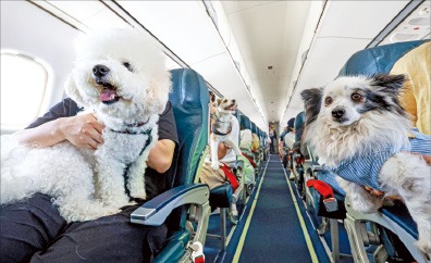 "강아지 함부로 키우지마, 병원 한 번 가면…" 치료비 얼마길래