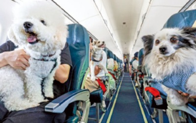 "치료비 1000만원인데"…600만 반려동물 가구 고민 끝날까