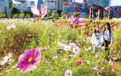 [포토] 만개한 코스모스