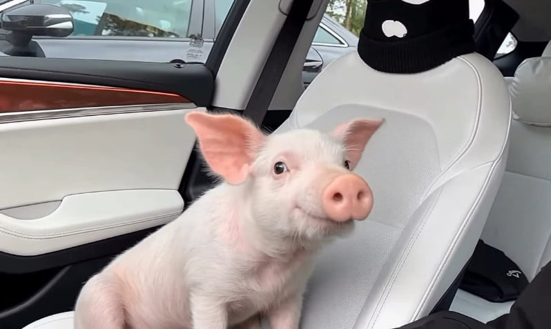 Model Cha Se-rin Surprises Colleagues with Unusual Pet Pig
