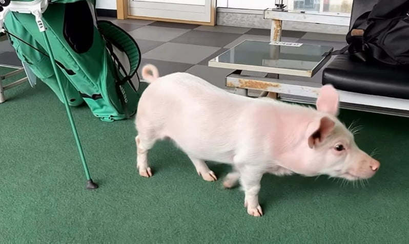 Model Cha Se-rin Surprises Colleagues with Unusual Pet Pig