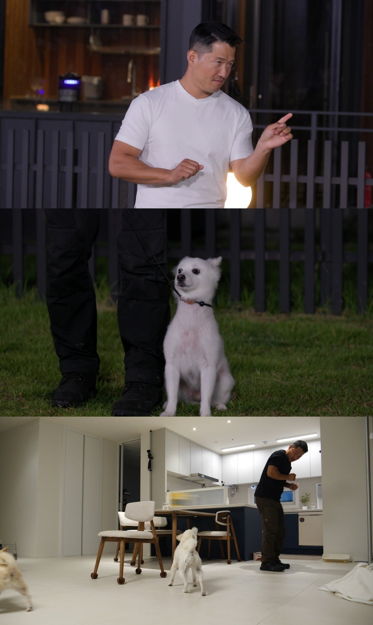 「犬とオオカミの時間」レギュラー放送決定!問題犬オオカミ3号の行動に注目