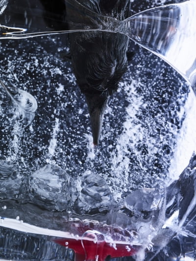 그로테스크와 아름다움 사이, 조선희가 얼음으로 붙들어 맨 죽은 새