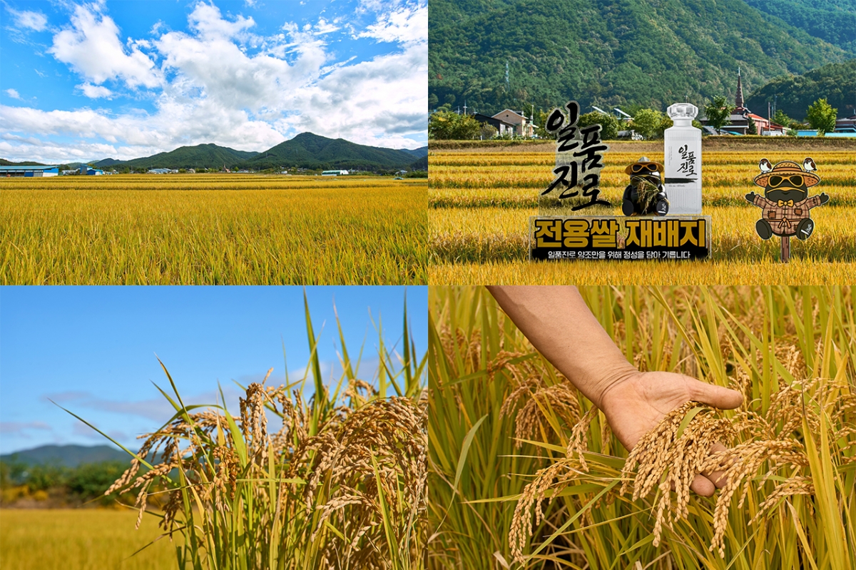 소주 만드는데 이런 정성이…하이트진로가 소주용 쌀 키우는 사연