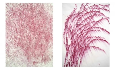 정동 스페이스 소포라 '부작함초' 전시회 개최