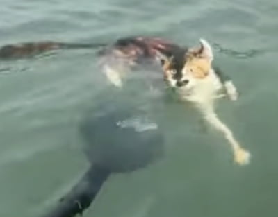 중국서 고양이 1100마리 '방생 참사'…황당한 '전통 의식'