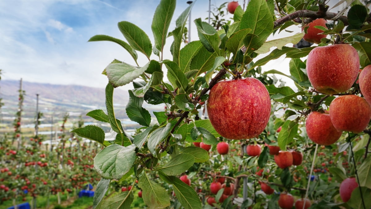 "과일도 IP가 있다고?"…KB인베, H&B아시아에 100억 베팅