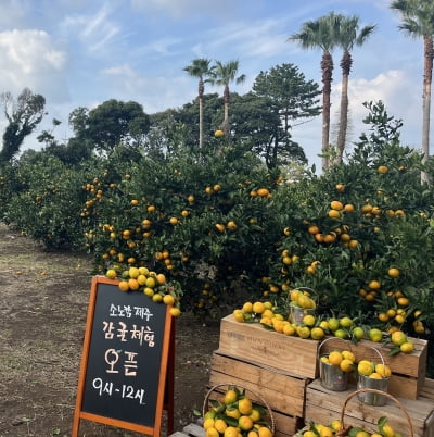 "호텔서 감귤 수확까지"…소노캄 제주, 로컬 체험 패키지 출시