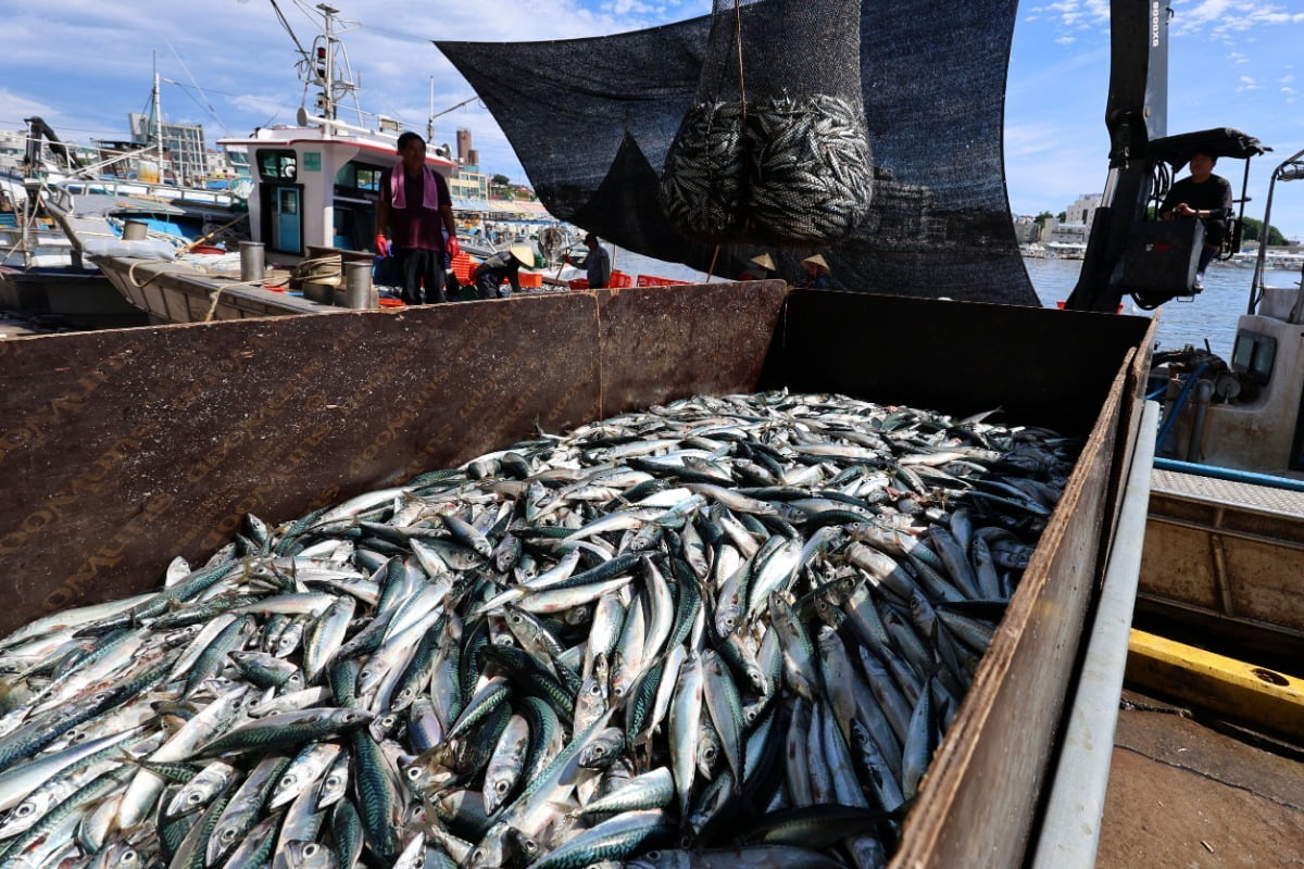 '국민생선' 너마저…고등어 지난달 어획량 급감에 몸값 뛰었다