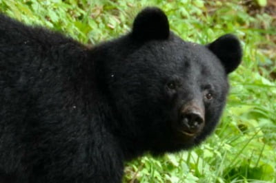 곰 때문에 몸살 난 일본, 아침시간 쇼핑몰에도 출현