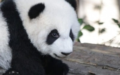 "일본 전역에 판다 사라질 수도" 일·중 갈등 속 반환 연장 '주목'