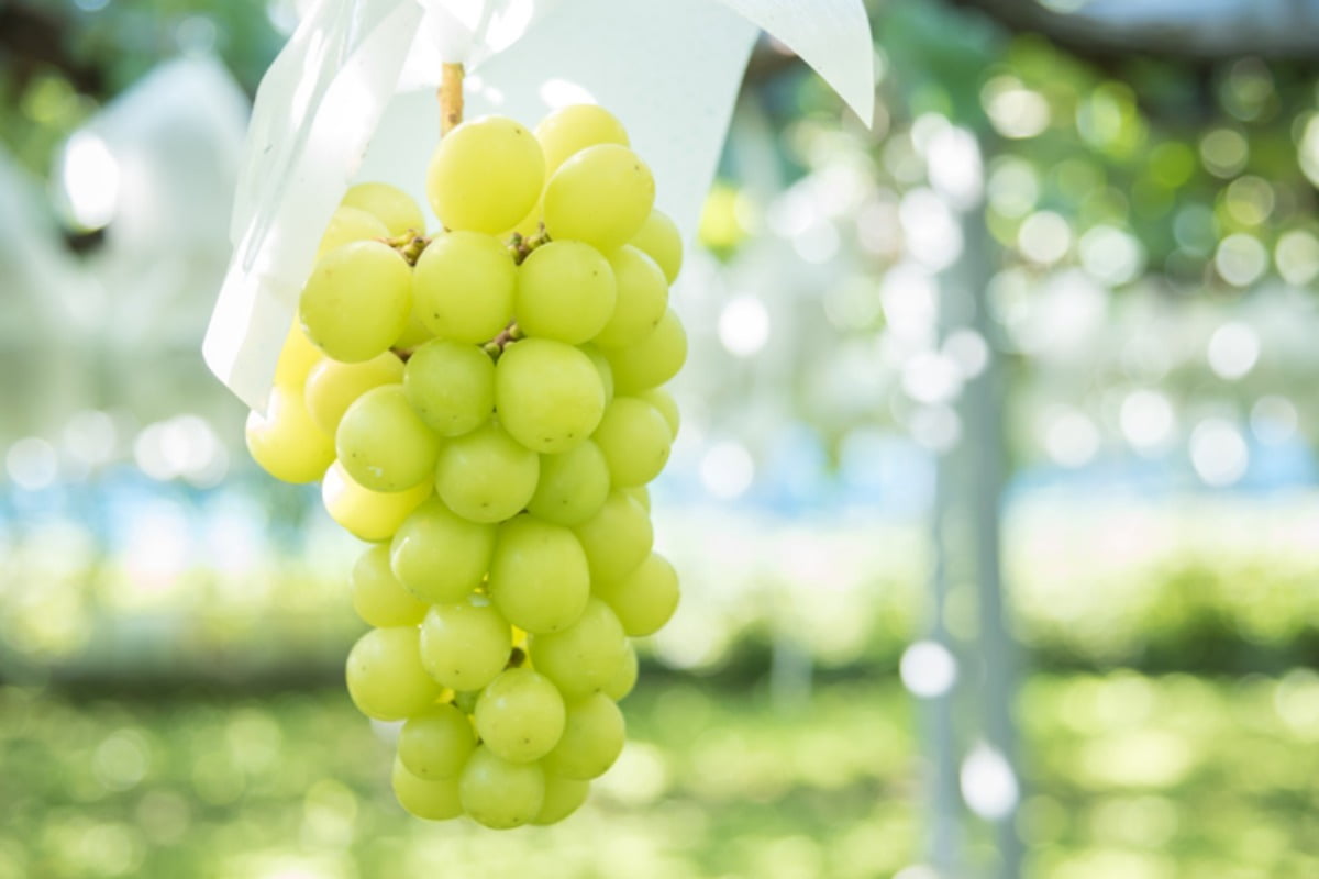 비싸서 못 먹었었는데…'과일계의 에르메스' 무슨 일이