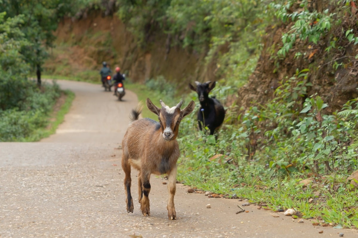 '농장직영' 믿었는데…'호주 염소·양' 판매한 보양식 업소 적발