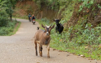 '농장직영' 믿었는데…'호주 염소·양' 판매한 보양식 업소 적발