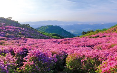 소월도 '진달래꽃' 3년 고쳤는데… [고두현의 아침 시편]