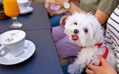  음식점에 반려동물 동반 허용해야 할까