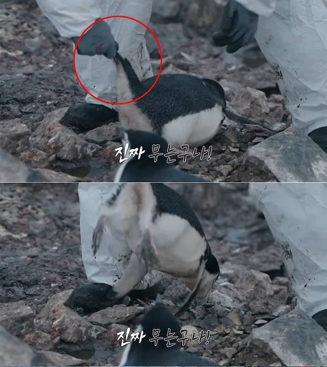 MBC新番組『南極のシェフ』、動物虐待疑惑で物議