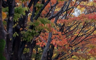 아침 남부·밤부터 서쪽 지역 가을비 조금…낮 최고 20도