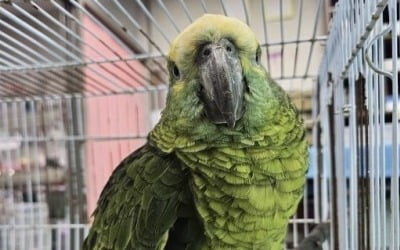 카페서 '홀짝홀짝' 손님 커피 마시다 걸린 앵무새