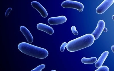 올해 '역대 최다' 감염된 슈퍼세균 뭐길래…치사율도 높아 '비상'