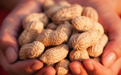 '땅콩' 두 줌씩 매일 챙겨먹었더니…4개월 후 '깜짝 결과' [건강!톡]