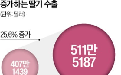 "韓딸기 맛있다" SNS 타고 수출 30% 급증